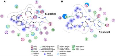 Shedding Light on the Molecular Recognition of Sub-Kilodalton Macrocyclic Peptides on Thrombin by Supervised Molecular Dynamics